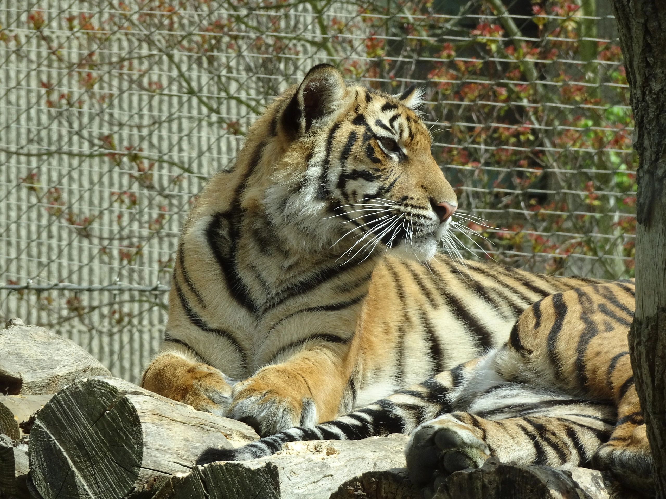Dispensable Lives Killing Healthy Animals In Zoos Must Stop